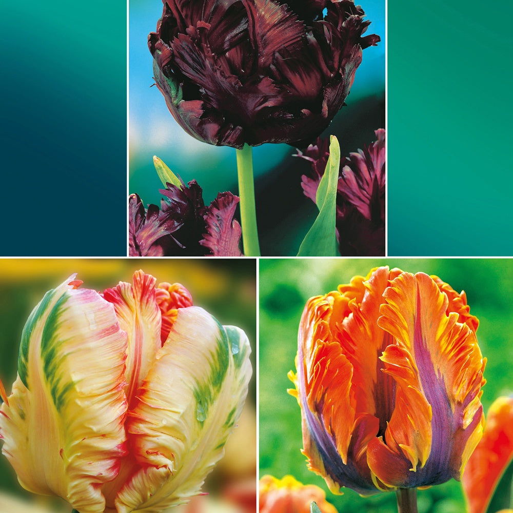 Collection de 24 Tulipes perroquet : Princesse Irene, Black Parrot, Apric - Tulipa (princesse  irene, black parrot, apricot pa - Plantes