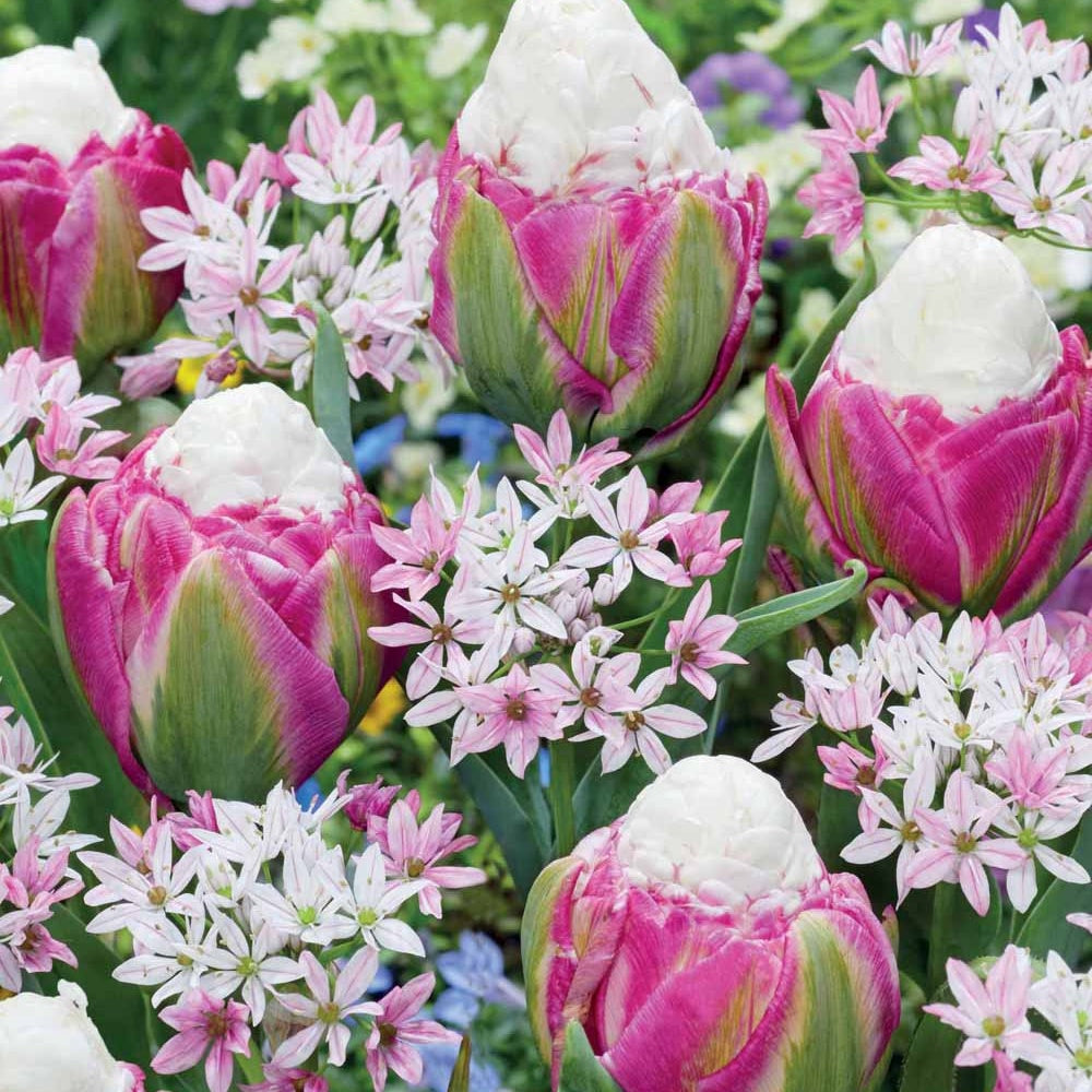 Collection de 15 Tulipes Ice Cream et Alliums Caméléon - Tulipa ice cream, allium cameleon - Bulbes à fleurs