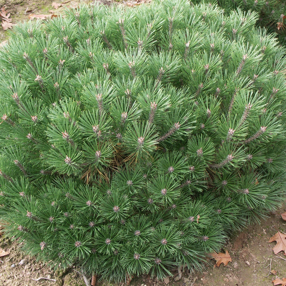 Pin nain Pierrick Brégeon - Pinus nigra Pierrick Brégeon - Willemse