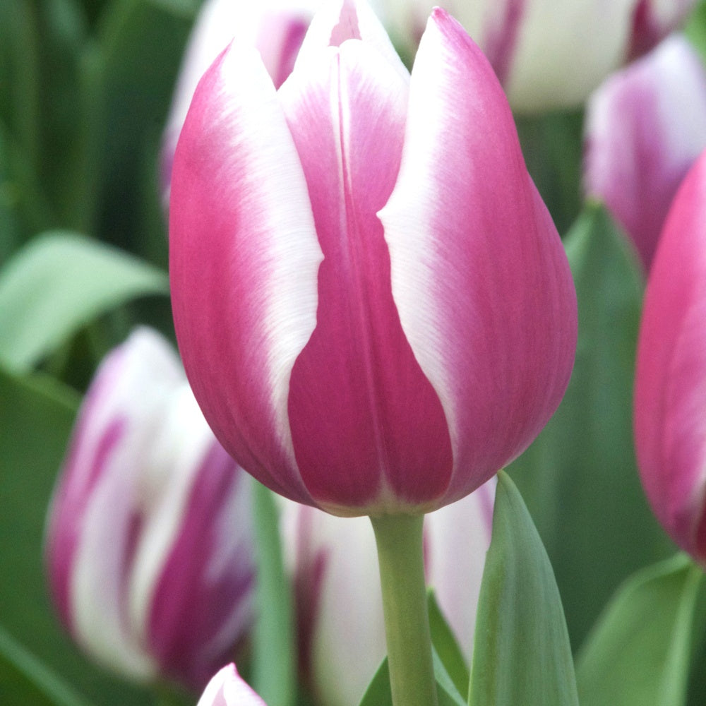 10 Tulipes Triomphe Synaeda blue - Tulipa 'synaeda blue' - Bulbes à fleurs