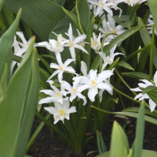 20 Gloires des neiges Luciliae Alba - Chionodoxa 'luciliae alba' - Plantes