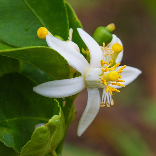 Combava - Citrus hystrix