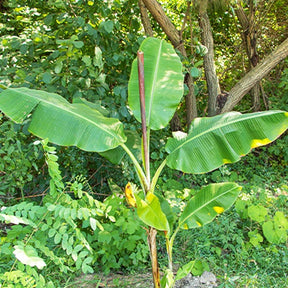 Bananier du Sikkim - Musa sikkimensis