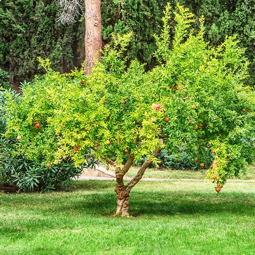 Grenadier Dente di Leone - Punica granatum - Grenadier