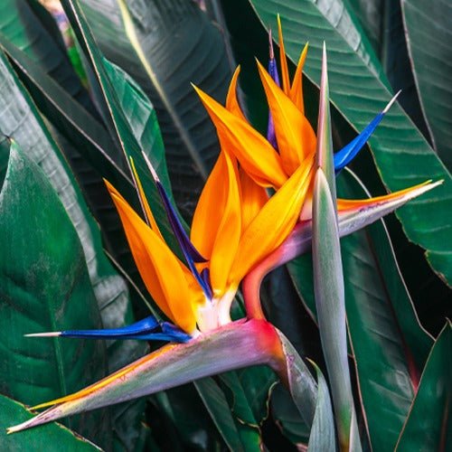 Oiseau du paradis Strelitzia - Strelitzia reginae - Plantes