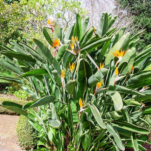 Oiseau du paradis Strelitzia - Strelitzia reginae - Willemse