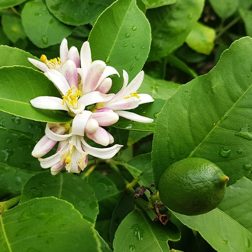 Limettier - Citrus aurantifolia - Plantes