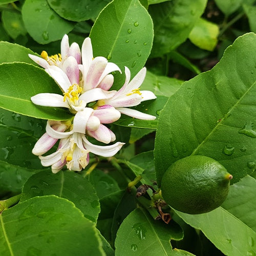 Citronnier limettier - Citrus aurantifolia - Citronnier