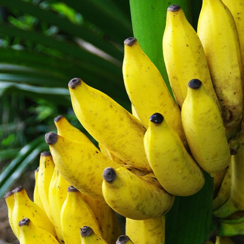 Bananier fruitier Dajiao - Musa dajiao - Arbustes