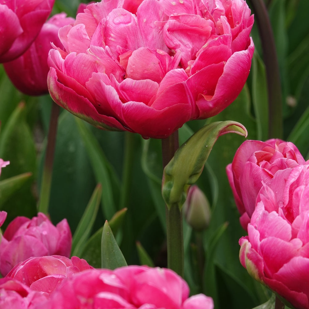 7 Tulipes doubles Amazing Grace - Tulipa 'amazing grace' - Plantes
