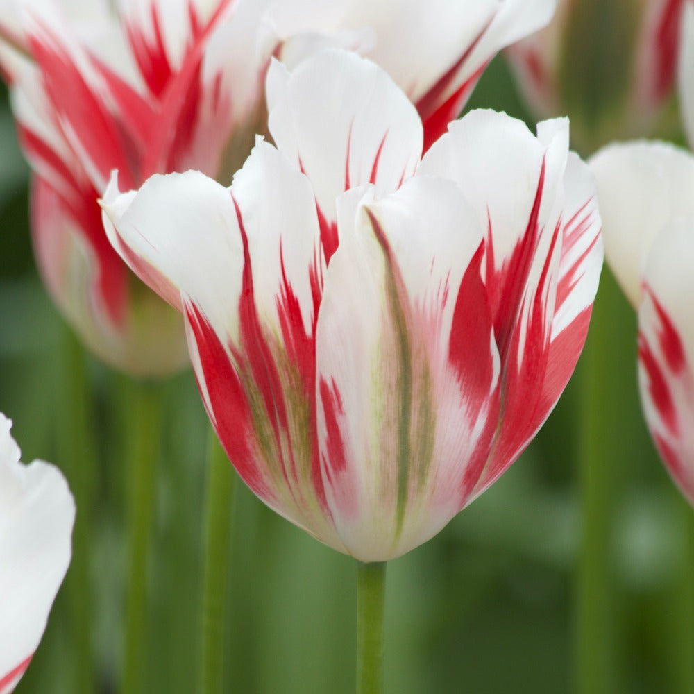 7 Tulipes Viridiflora Flaming spring green - Tulipa 'flaming spring green' - Willemse
