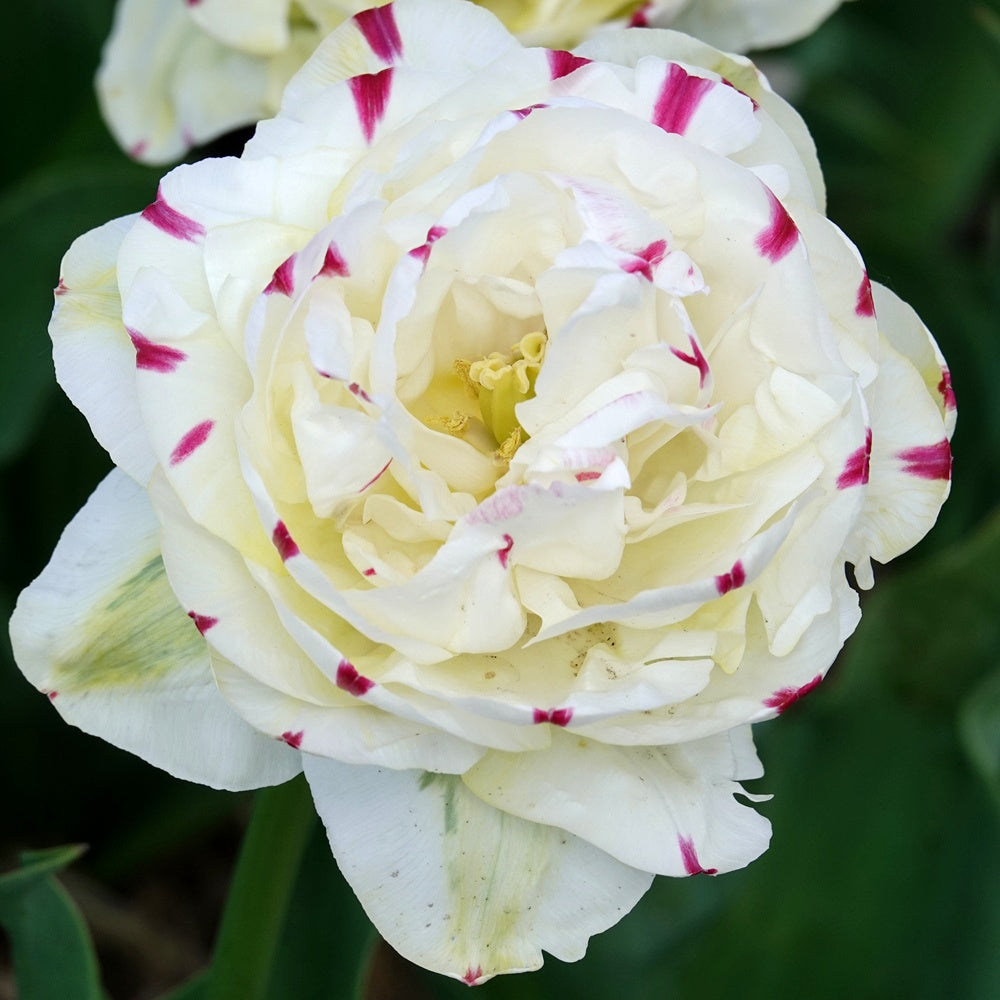 7 Tulipes double Dance line - Tulipa 'dance line' - Willemse