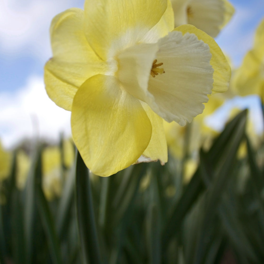 7 Narcisses à grande couronne Avalon - Narcissus 'avalon' - Plantes