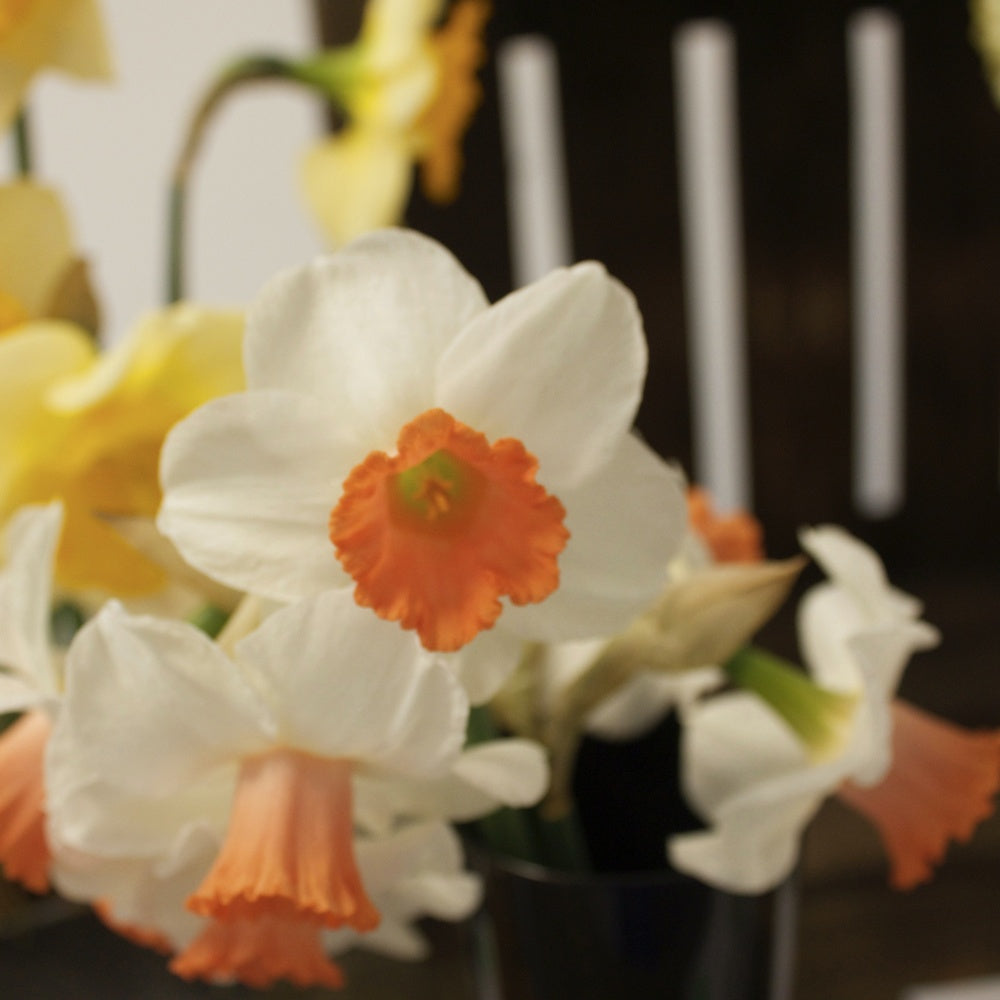5 Narcisses Skype - Narcissus 'Skype' - Plantes