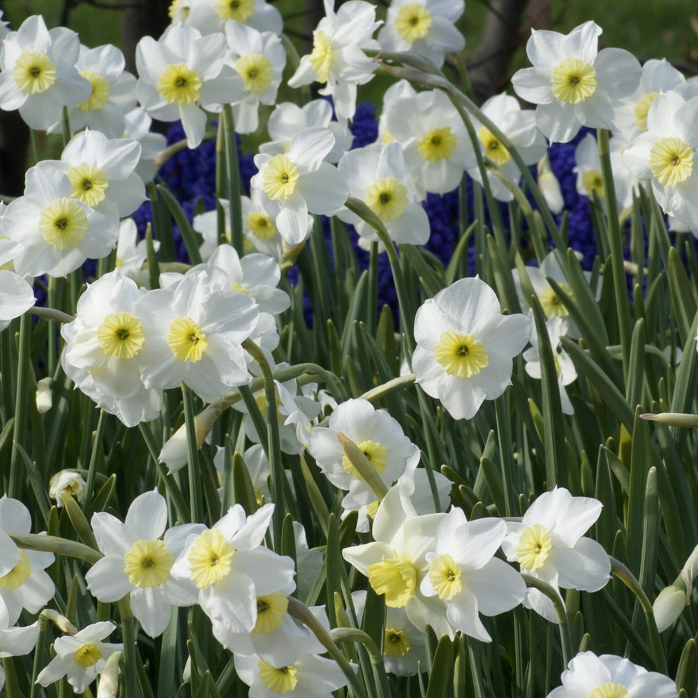 5 Narcisses Segovia - Narcissus 'segovia' - Plantes