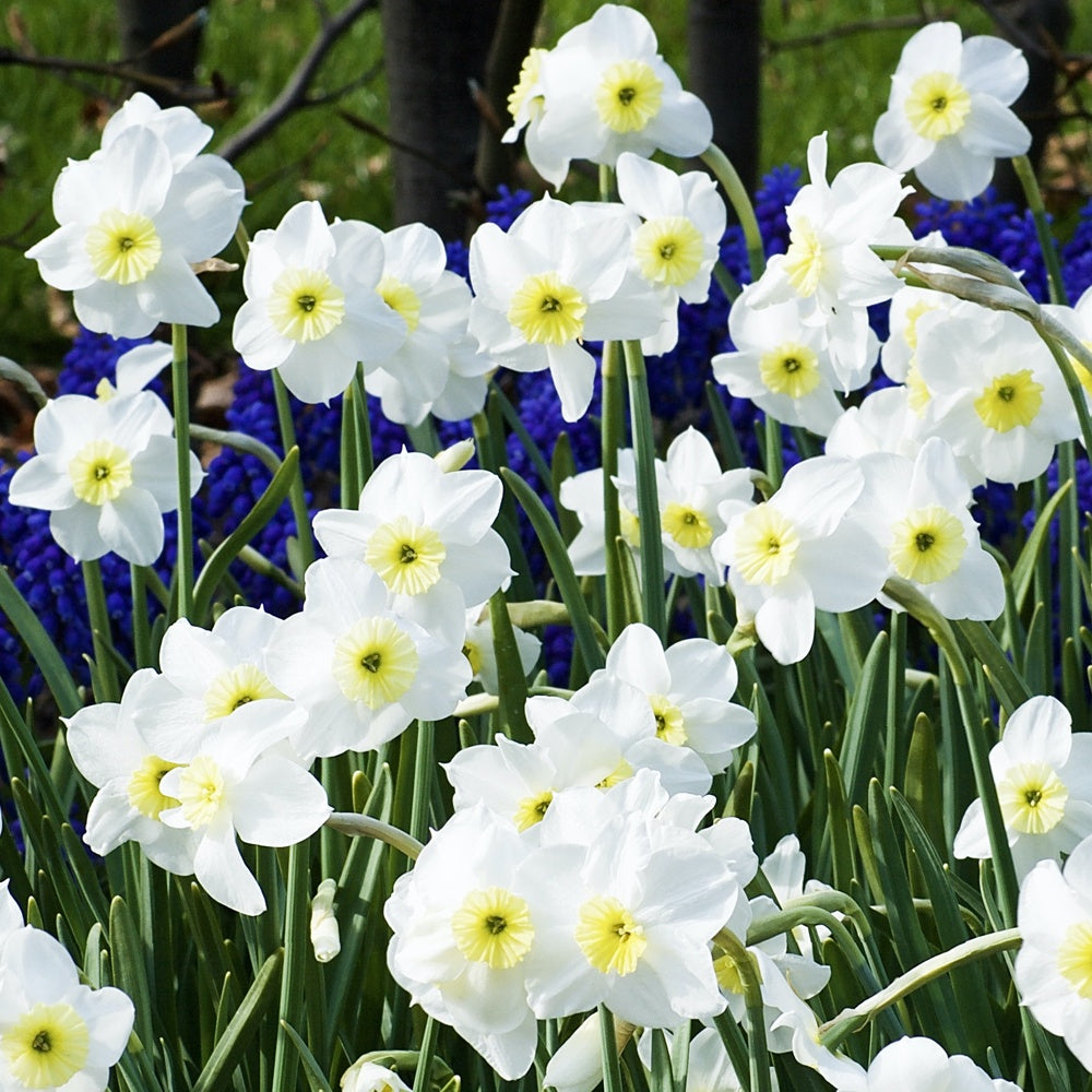 5 Narcisses Segovia - Narcissus 'segovia' - Bulbes à fleurs