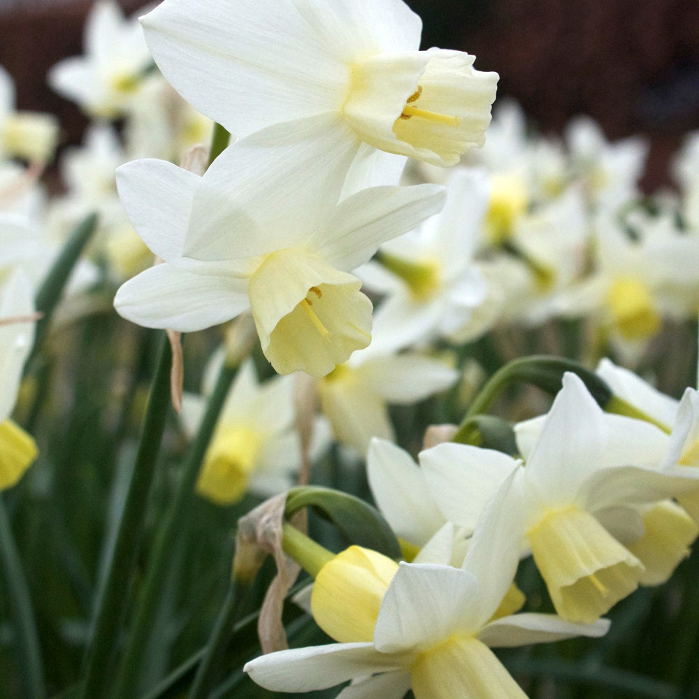 7 Narcisses Sailboat - Narcissus 'sailboat' - Plantes