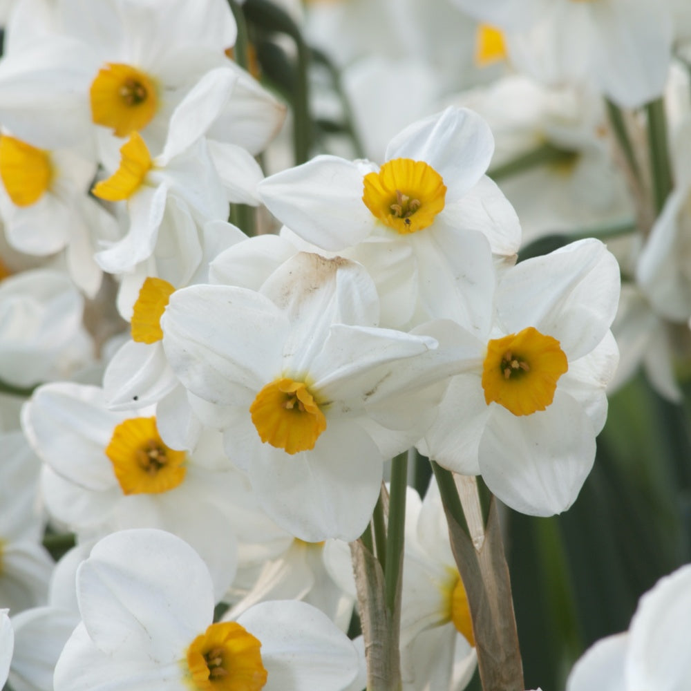 5 Narcisses Geranium - Narcissus 'geranium' - Plantes