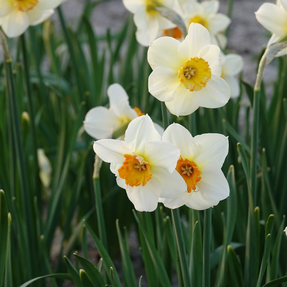 5 Narcisses à petite couronne Barrett Browning - Narcissus Barrett Browning - Plantes