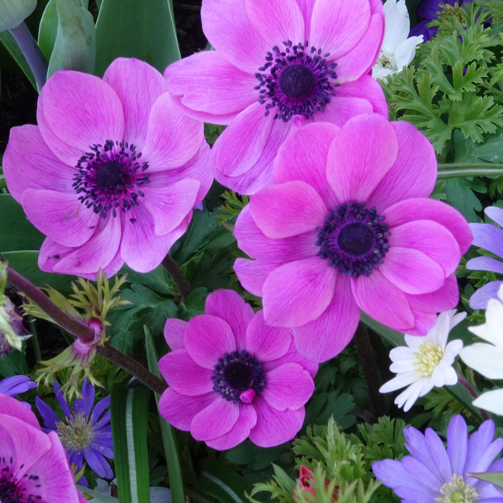 Anémones coronaria roses - Anemone 'sylphide' - Willemse