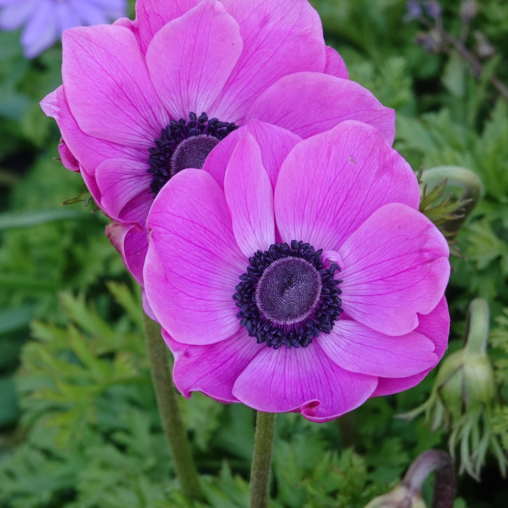 Anémones coronaria roses - Anemone 'sylphide' - Bulbes à fleurs