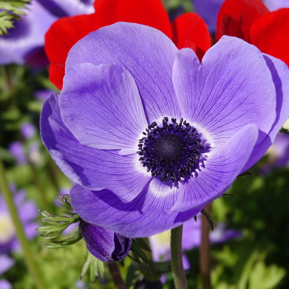 Anémones coronaria bleues - Anemone 'm.fokker' - Plantes