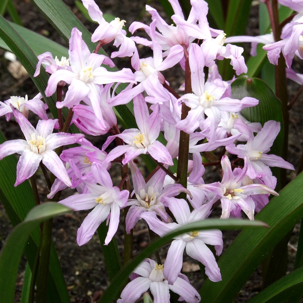20 Gloire des Neiges 'Pink Giant' - Chionodoxa 'pink giant' - Plantes