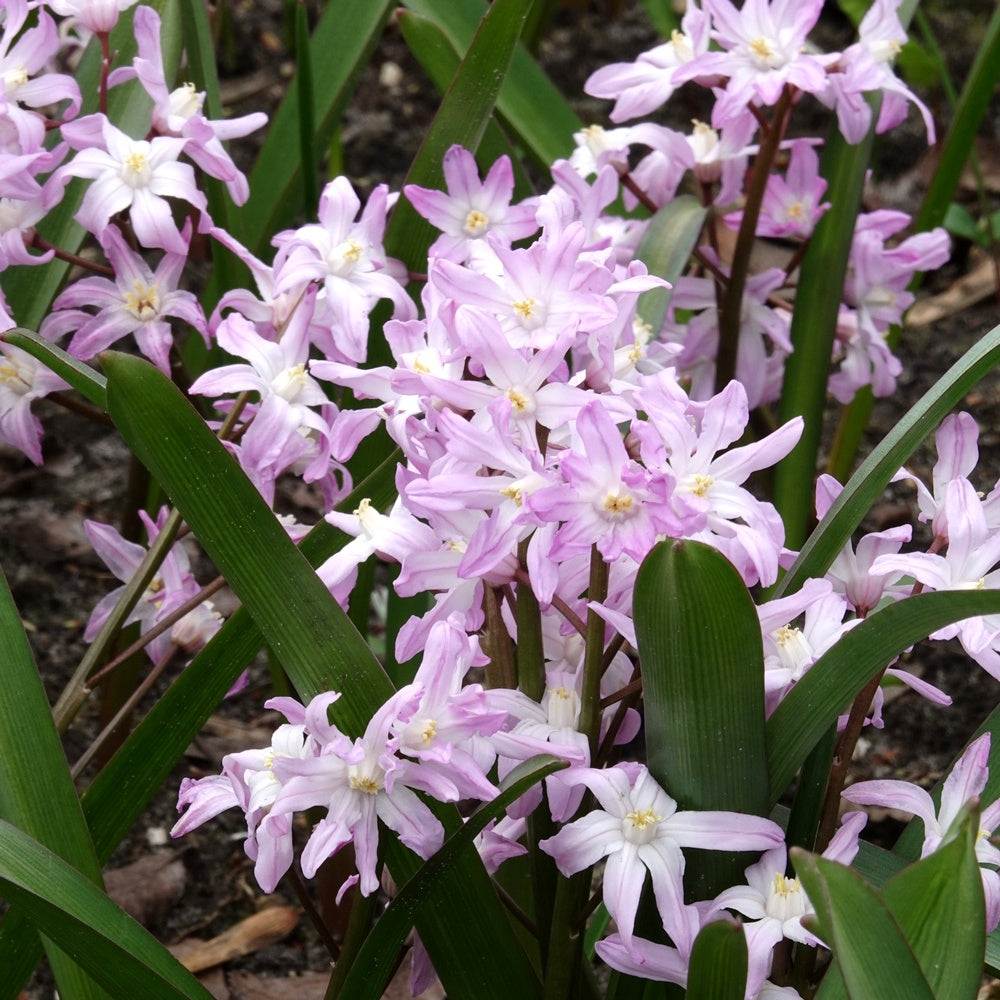 20 Gloire des Neiges 'Pink Giant' - Chionodoxa 'pink giant' - Bulbes à fleurs