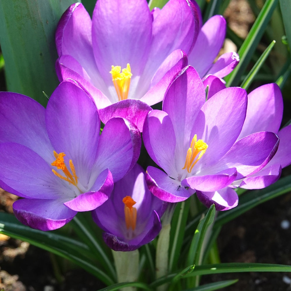 20 Crocus hybride Ruby Giant - Crocus 'ruby giant' - Plantes