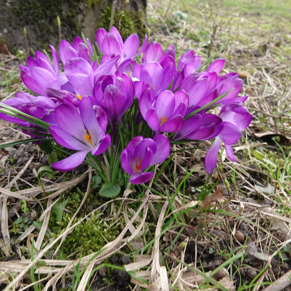 20 Crocus hybride Ruby Giant - Crocus 'ruby giant' - Bulbes à fleurs