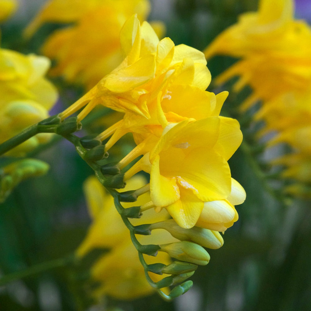 Freesia jaune (20 tiges) main image 0