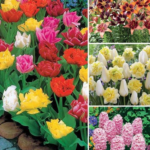 100 bulbes de printemps - Plantes