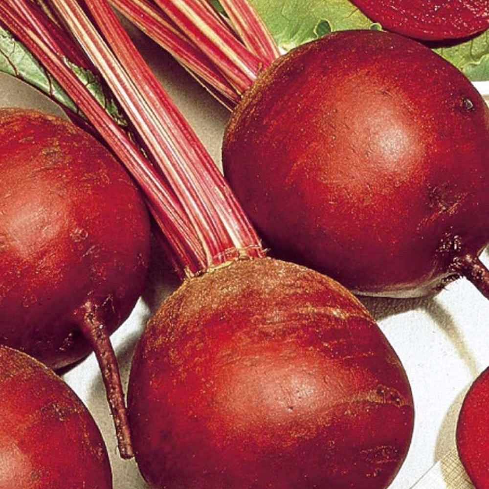 Betterave rouge Kogel 2 - Beta vulgaris kogel 2 - Willemse