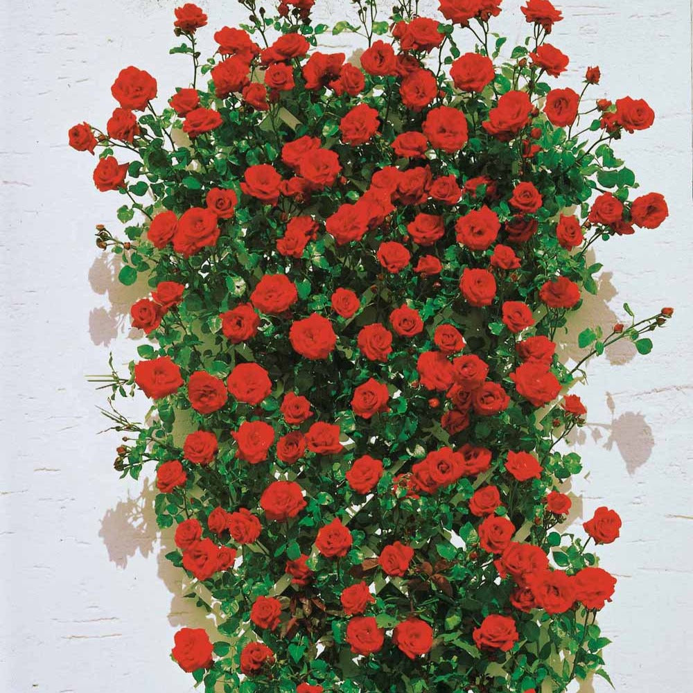 Rosier grimpant Santana ® - Rosa santana ® - Willemse