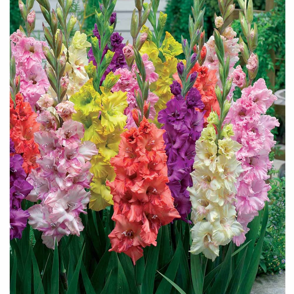 25 Glaïeuls frisés en mélange - Gladiolus