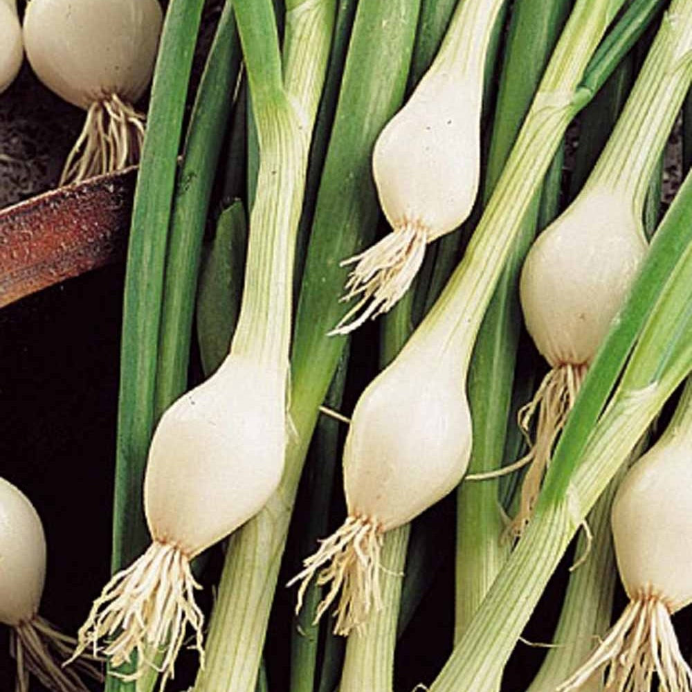 Oignon Blanc de Lisbonne - Allium cepa lisboa - Graines de fruits et légumes