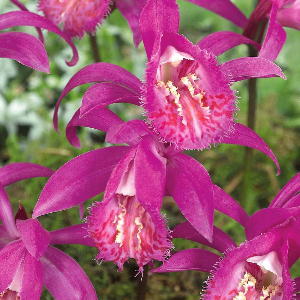 Orchidée de jardin rose - Pleione tongariro