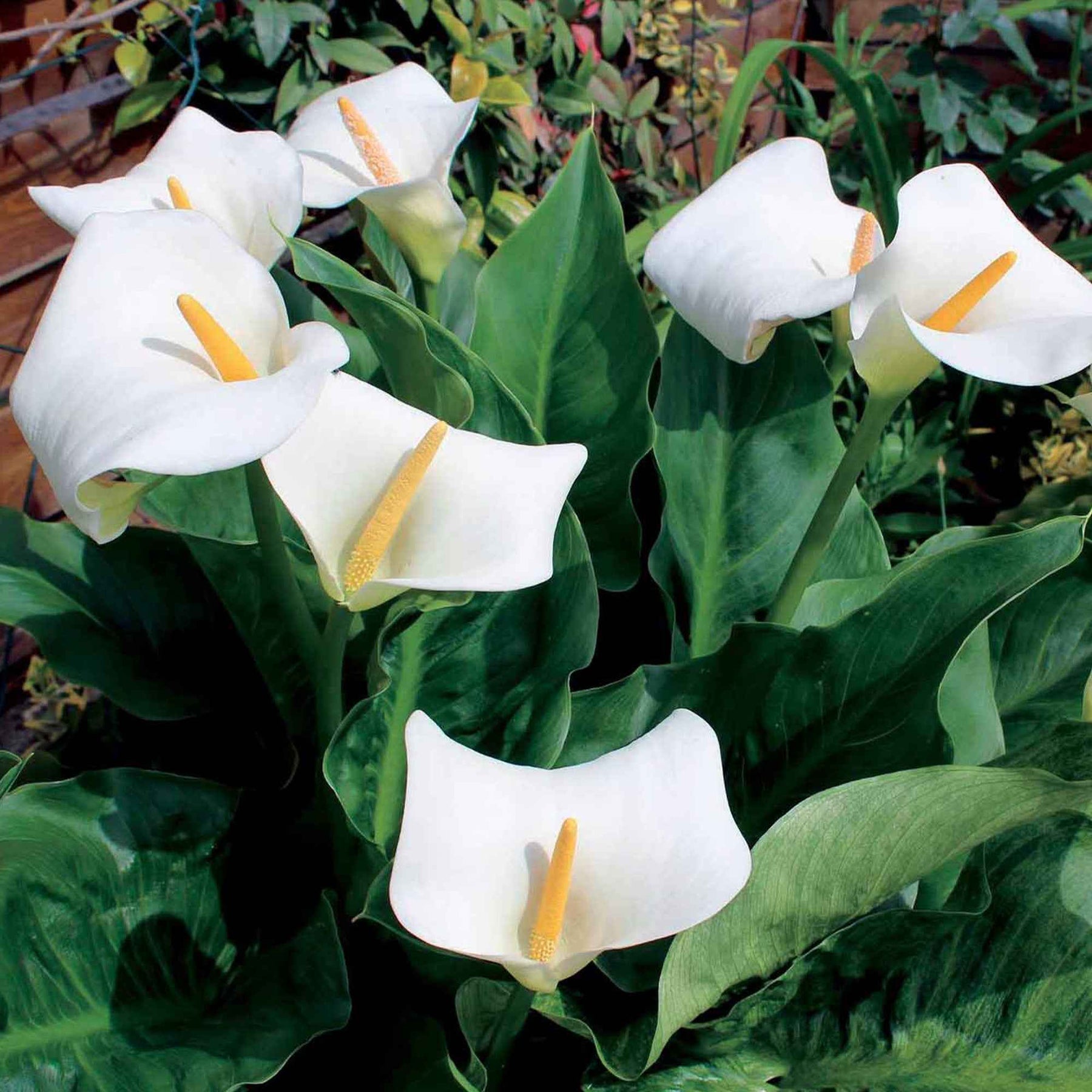 2 Arums blanc d'Ethiopie - Zantedeschia aethiopica