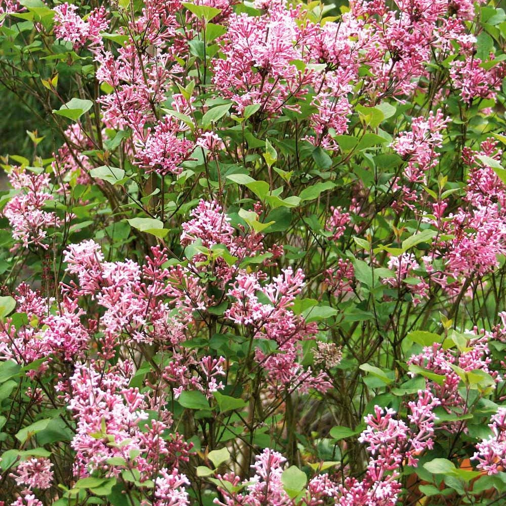 Lilas parfum rose - Syringa bloomerang ® pink perfume