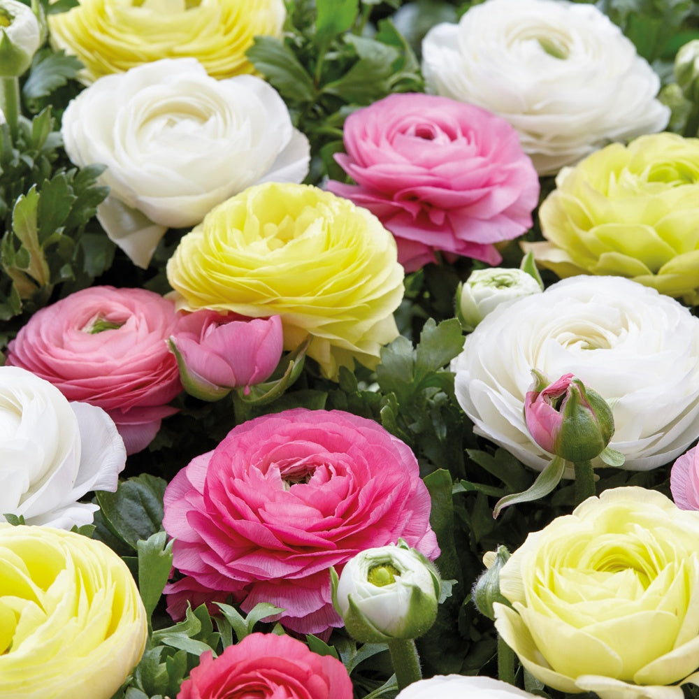30 Renoncules pastel jaune, blanc, rose en mélange - Ranunculus - Renoncule