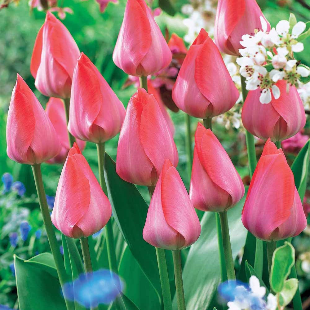 10 Tulipes Van Eijk - Tulipa van eijk - Bulbes à fleurs