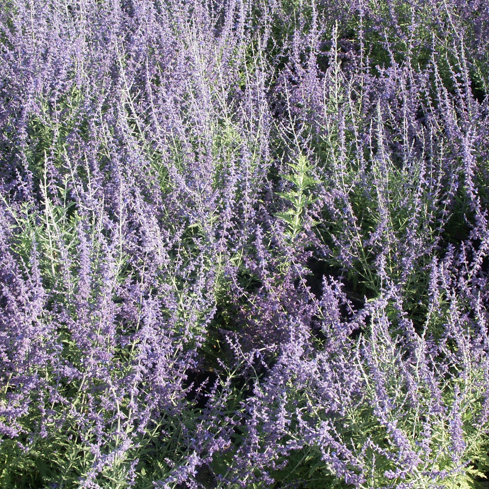 Perovskia atriplicifolia Blue spire - Perovskia atriplicifolia blue spire