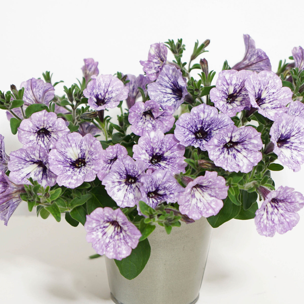 3 Pétunias Lavender Sky - Petunia lavender sky - Willemse