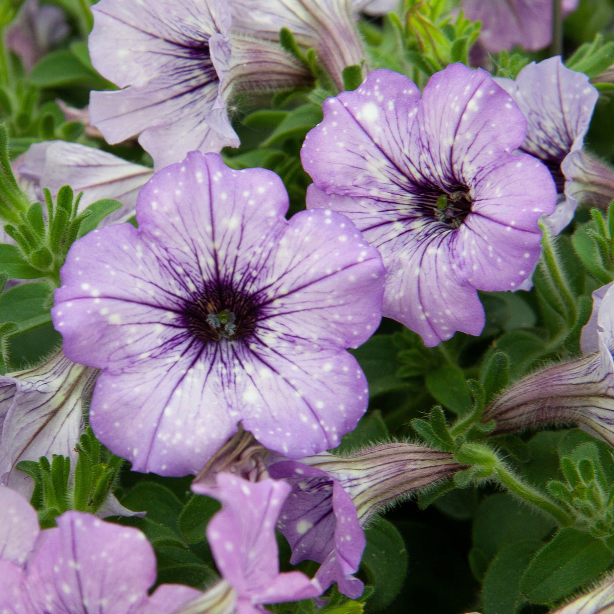 3 Pétunias Lavender Sky - Petunia lavender sky - Willemse