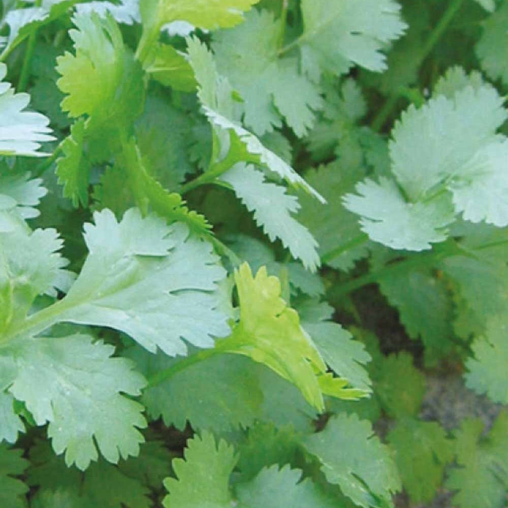 Coriandre Marino Bio - Coriandrum sativum marino - Potager