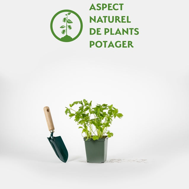 Persil Géant d'Italie - Petroselinum crispum géant d'italie - Willemse