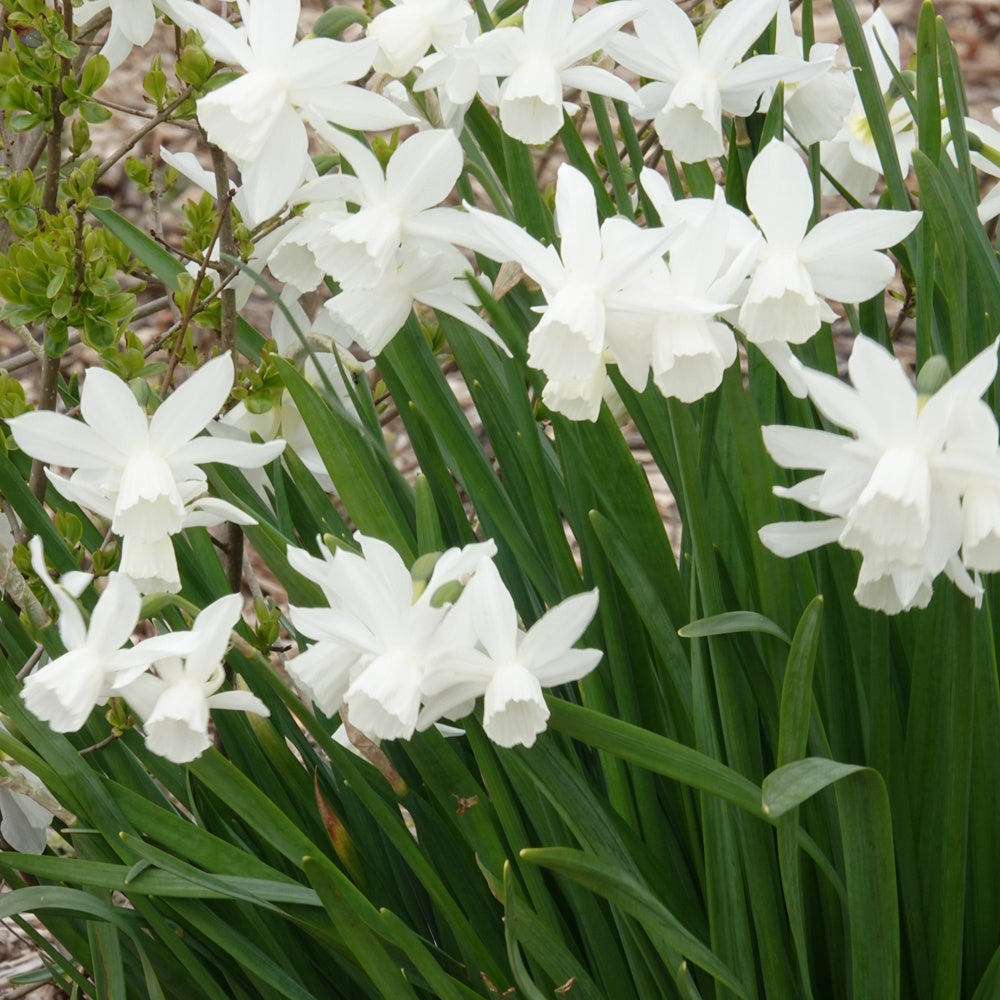 5 Narcisses Thalia - Narcissus 'thalia'