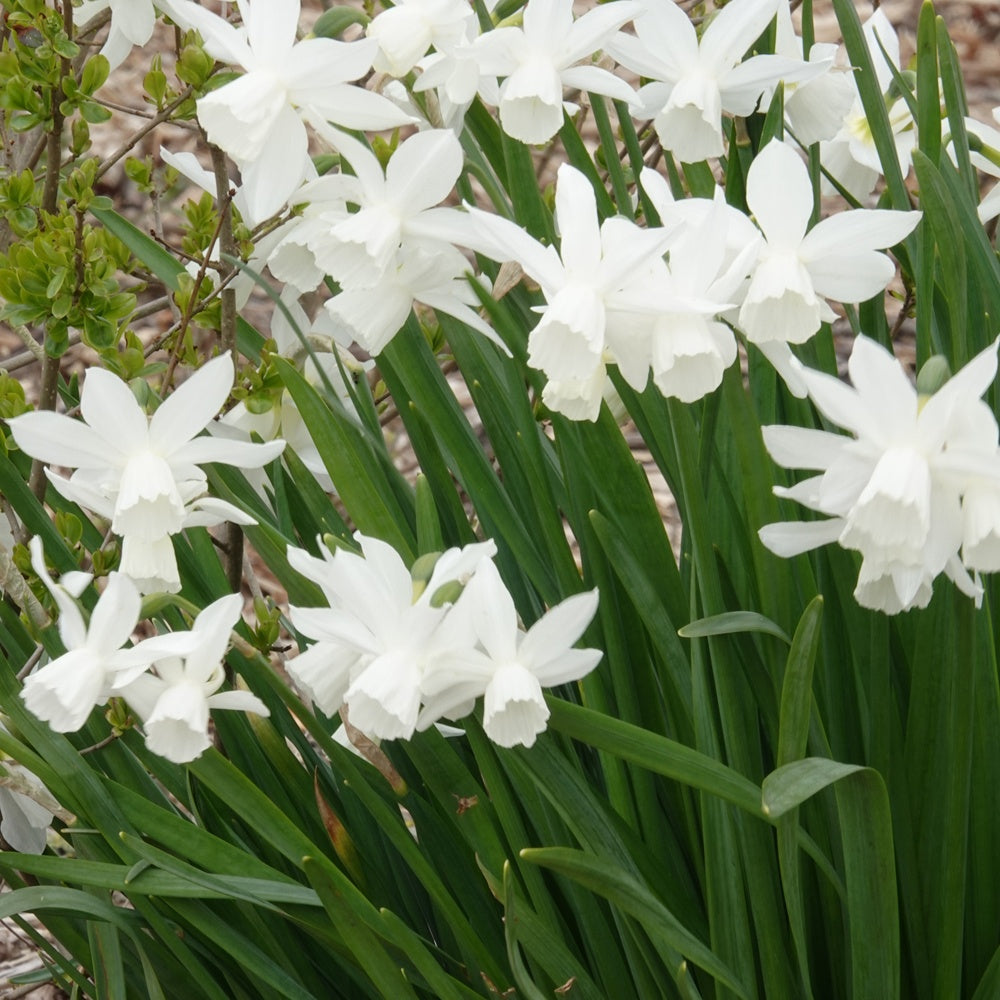 7 Narcisses Thalia - Narcissus triandrus Thalia - Willemse
