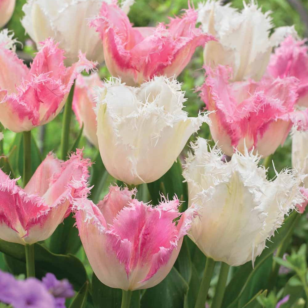 Collection de 20 Tulipes Huis ten Bosch et Noordeinde - Tulipa (huis ten bosch, noordeinde) - Bulbes à fleurs