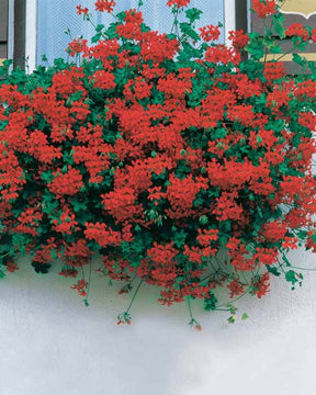 6 Géraniums-lierre rouges - Plantes - Pelargonium peltatum